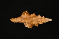 藏品(旋螺)的圖片